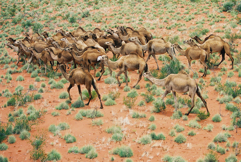 Откуда в Австралии стада диких верблюдов 