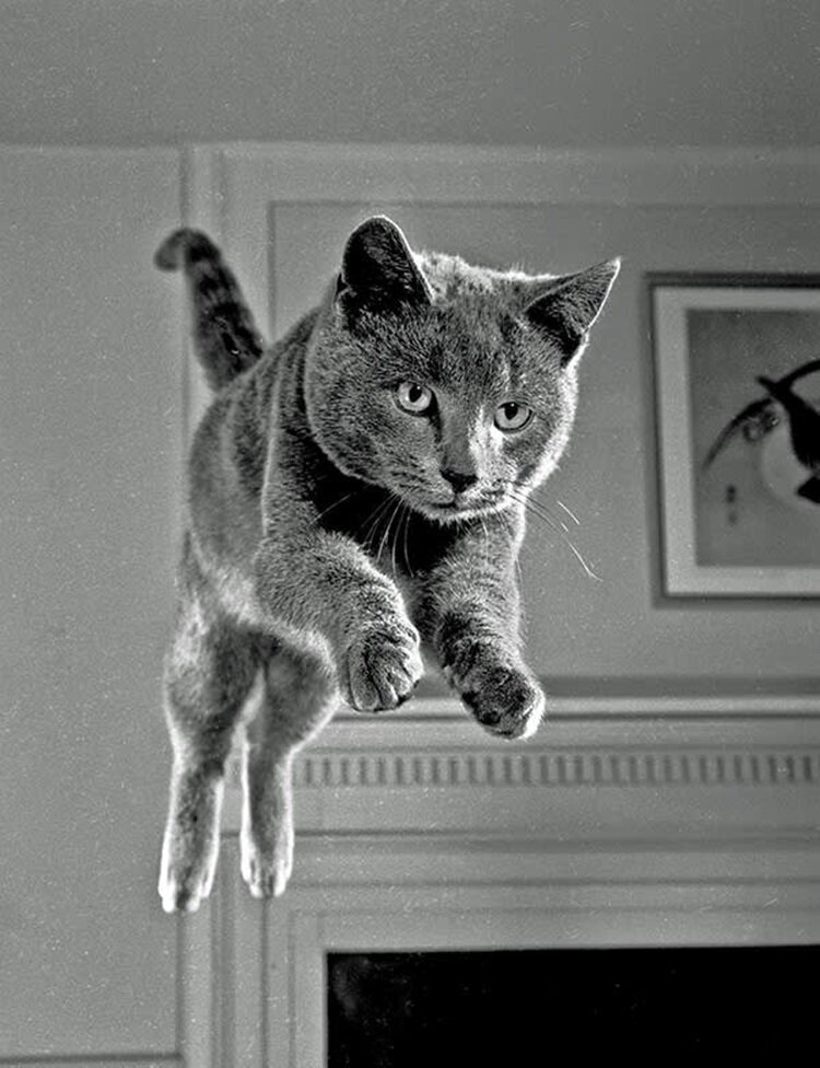 Секрет улыбающегося котенка (1955) и еще 7 классных кадров от фотографа, который 70 лет снимал кошек Уолтер, всегда, студии, снимки, Мария, помогала, сделал, Многие, кошку, охотно, фотографы, очень, способны, сделан, котенка, Шандох, несколько, получилось, делал, Марии