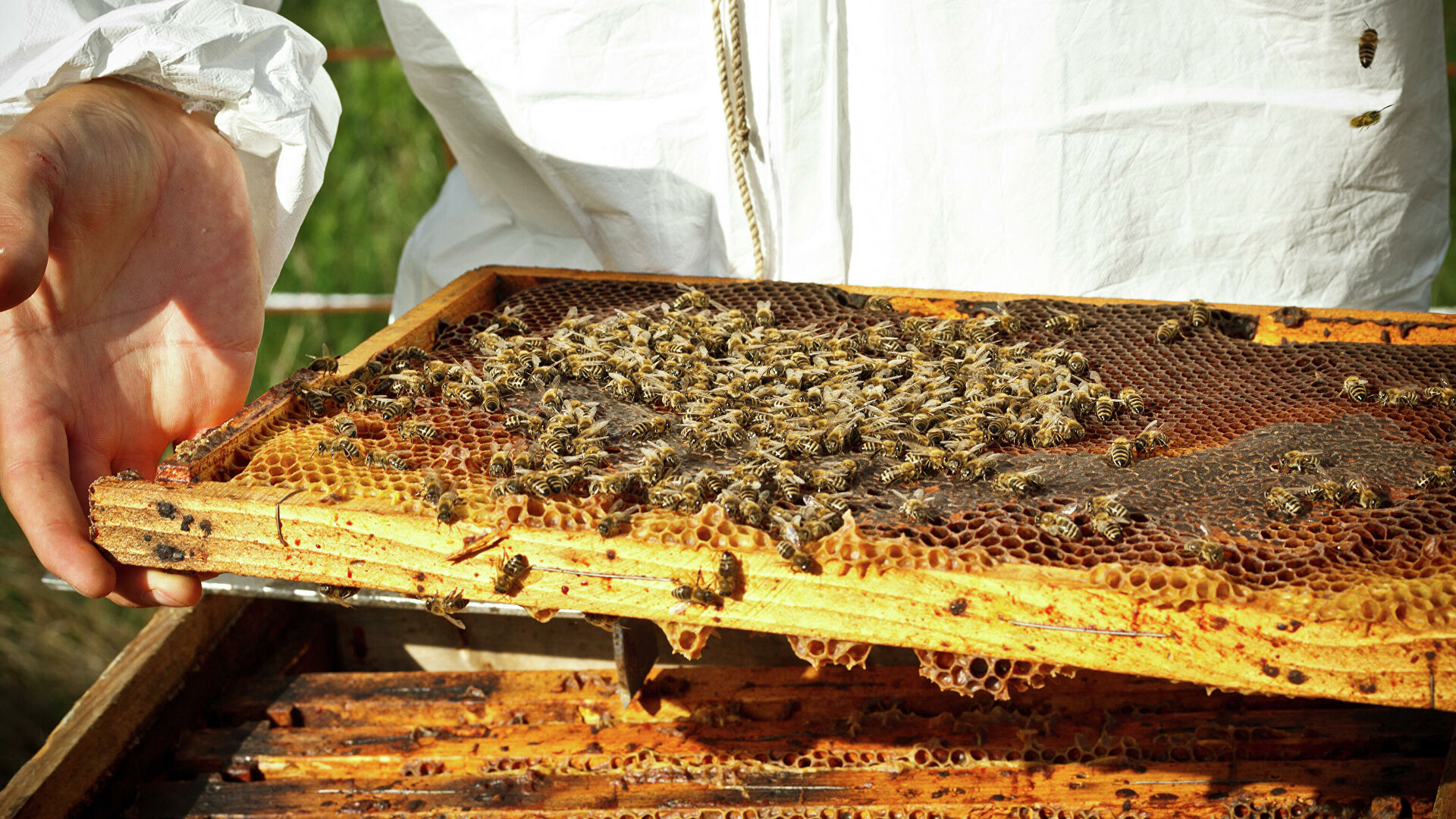 Соседские пчелы. Пасечник пчеловод. Пасечник на пасеке. Пчелы пасека. Пчеловод на пасеке.