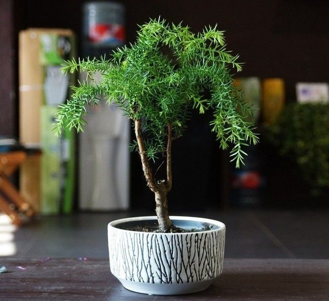Карликовые деревья для дома: особенности ухода и фото уютных вариантов Карликовые деревья для дома: особенности ухода и фото уютных вариантов идеи для дома,комнатные растения