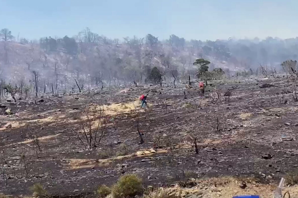 Кондратьев: пожар в лесу у хутора Дюрсо локализовали на площади 62 гектара