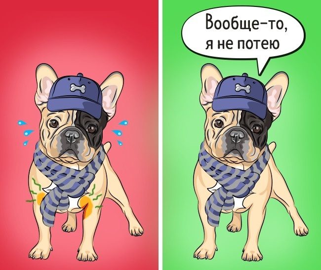 Факты о животных, в которые не стоит верить