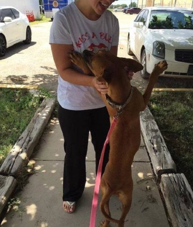 Этот снимок несчастной собаки из приюта, сделанный волонтерами, кардинально изменил ее жизнь