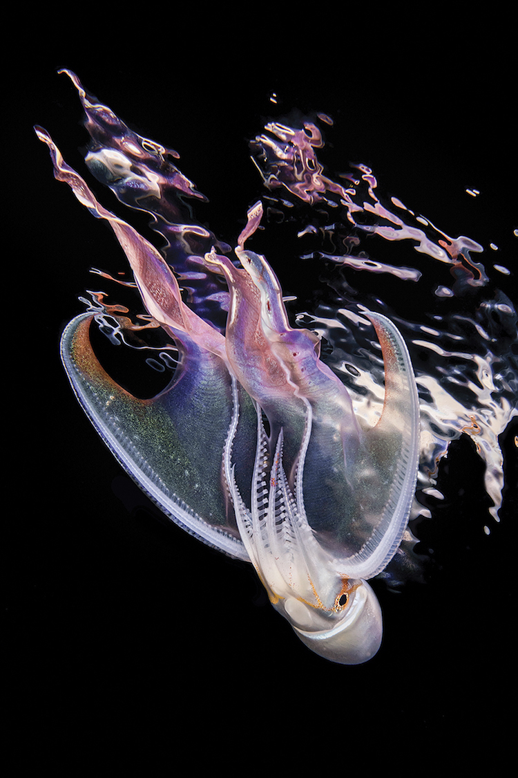 Изумительные снимки, победившие в конкурсе подводной фотографии Scuba Diving 