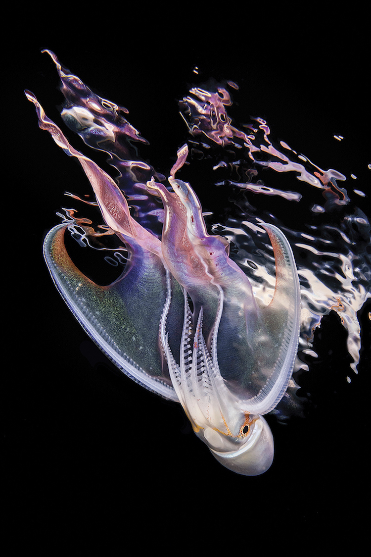  ,      Scuba Diving 