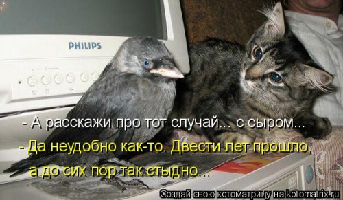 Лучшая котоматрица недели Лучшая котоматрица недели смешные картинки