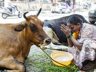Активисты организации по защите коров, считающихся в Индии священными животными, поймали двух курьеров, перевозивших говядину, избили их и заставили съесть коровий навоз "для очищения"