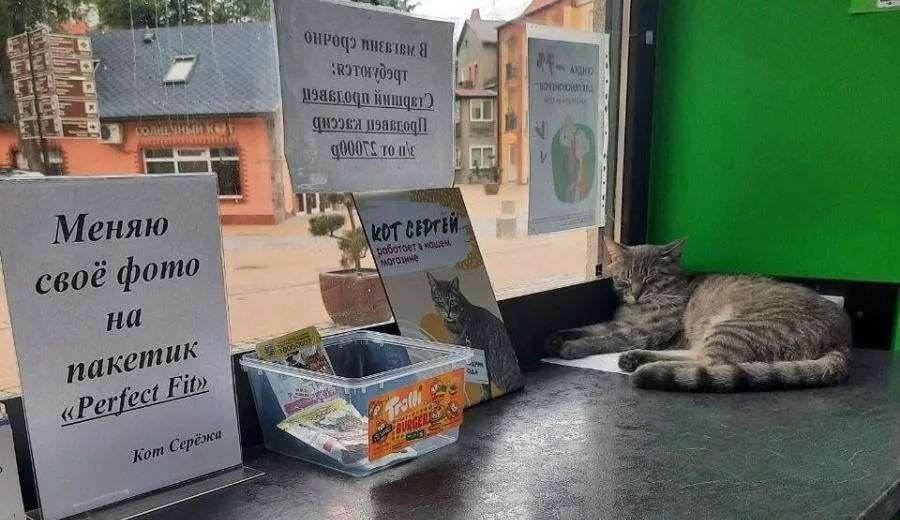В калининградском Зеленоградске из магазина пришлось «уволить» кота Сергея из-за жалобы в Роспотребнадзор