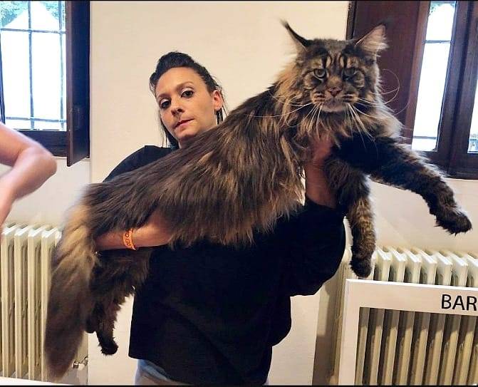 30 фото кошек породы мейн-кун, которые сделают вашего кота миниатюрным 30 фото кошек породы мейн-кун, которые сделают вашего кота миниатюрным