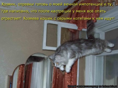 Апрельские котоматрицы