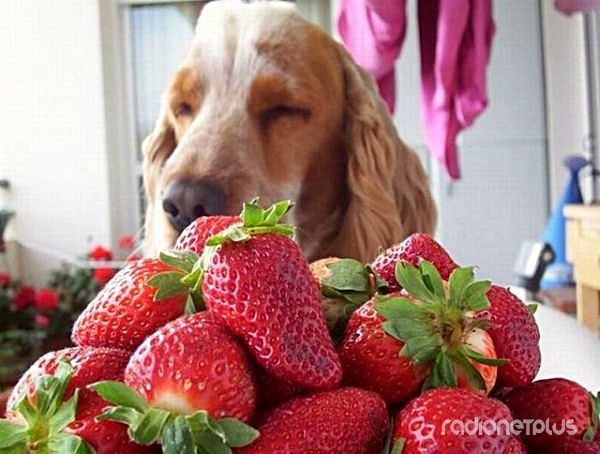 смешные животные