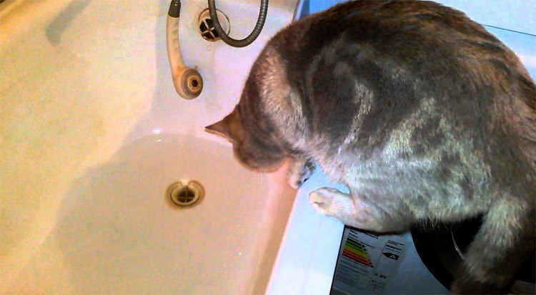 Кот собирается спать в ванной