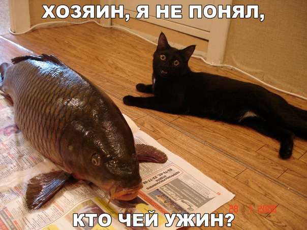 Забавный котопозитив