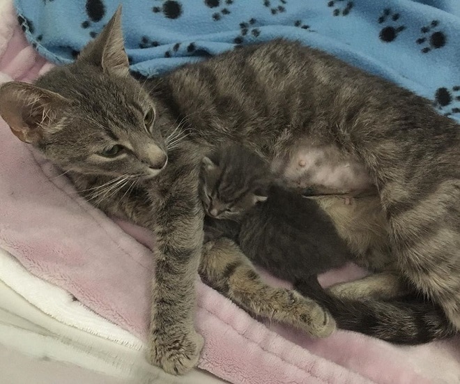 Котенок с мамой