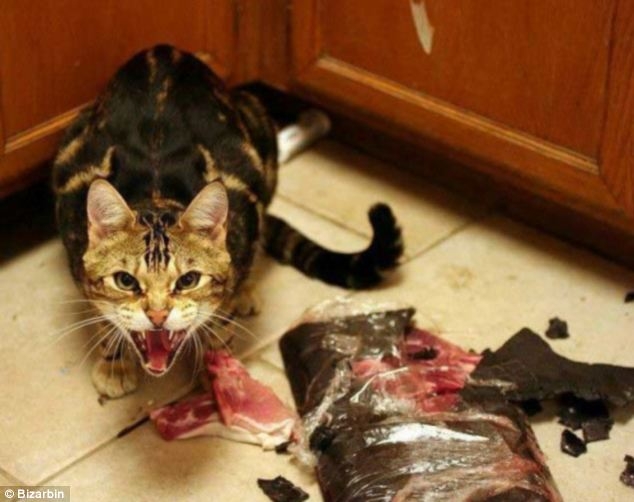 злые коты, коты планирующие убить хозяина, кошки задумавшие нехорошее