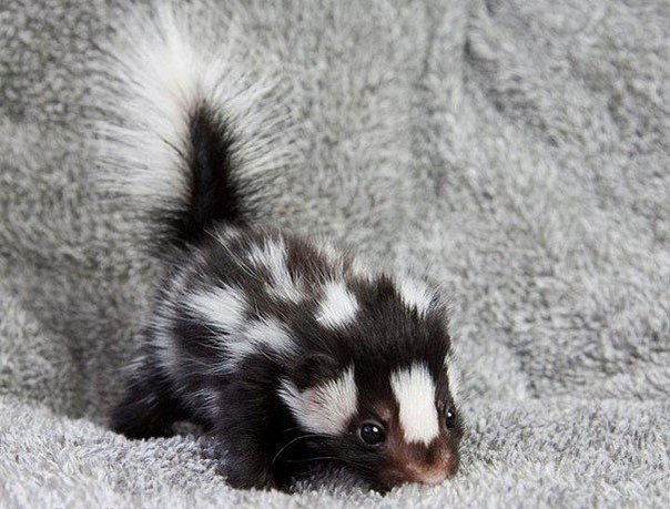 Солянка из прикольных картинок и веселых фотографий с надписями 