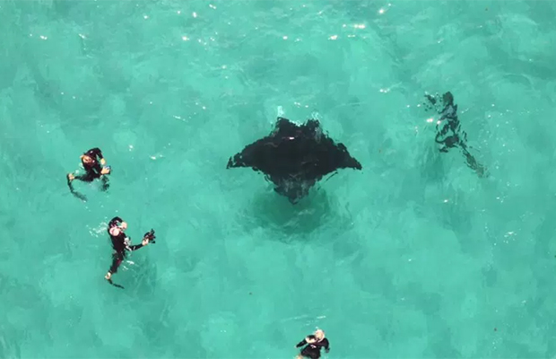 Трехметровый морской дьявол приплыл за помощью к людям Трехметровый морской дьявол приплыл за помощью к людям животные,природа,спасение