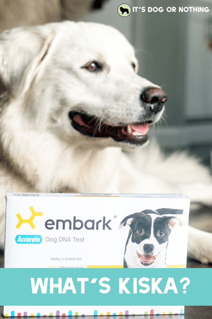We tried the Embark DNA test to determine Kiska's breed(s)!
