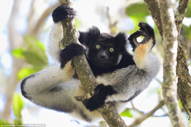 "Я в порядке!" 2017, Comedy Wildlife Photography Awards, забавные животные, смешные животные, уморительные, фотографии животных, фотоконкурс, фотоконкурсы. природа