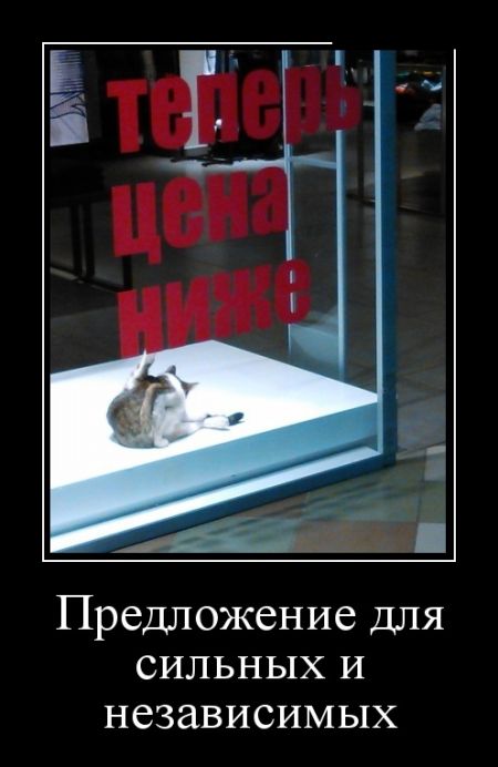 Веселые и забавные демотиваторы для хорошего настроения (11 фото)