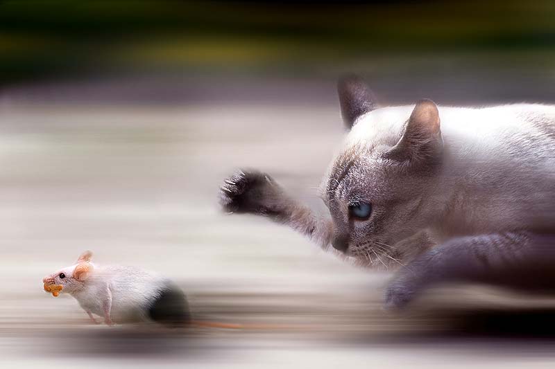 Фотография: Мега-фотографии котиков, сделанные в нужный момент №8 - BigPicture.ru