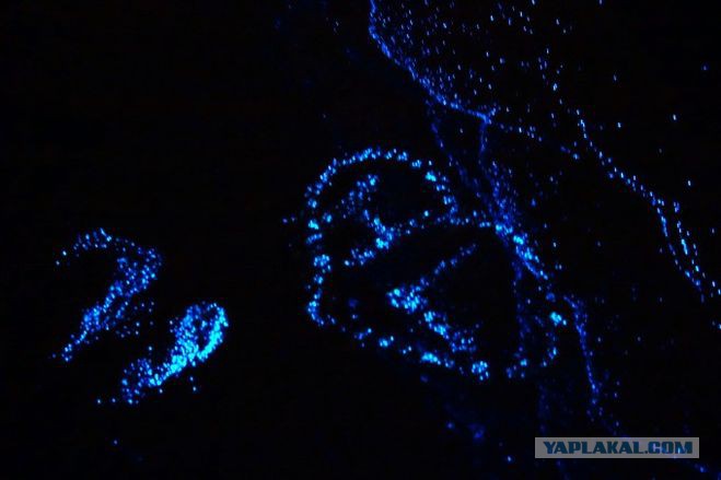 Светящиеся моря в наших широтах Светящиеся моря в наших широтах путешествие,туризм