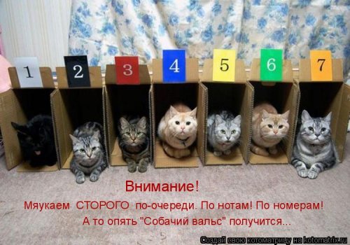 Лучшая котоматрица недели Лучшая котоматрица недели смешные картинки