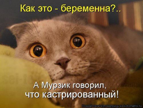 Лучшая котоматрица недели  смешные картинки