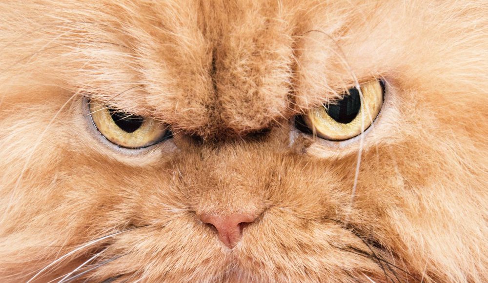 Картинки прикол злость, сделать бумаги бесконечную