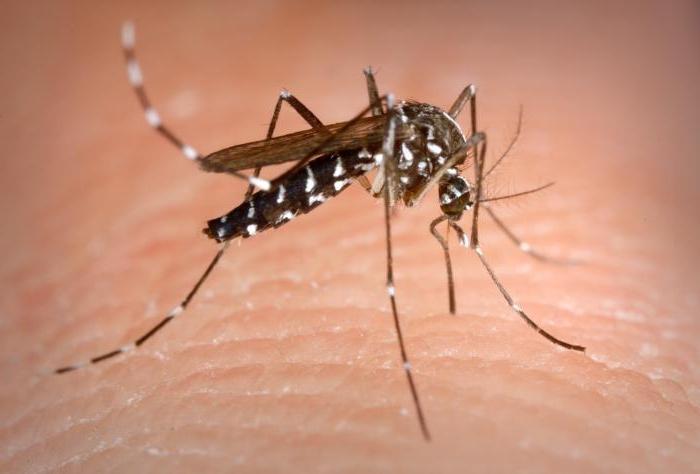 Насекомое комар: срок жизни, условия и место обитания