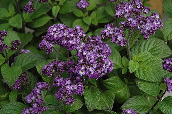 Гелиотроп перуанский, сорт Fragrant Delight. Фото с сайта plants.thegrowingplace.com