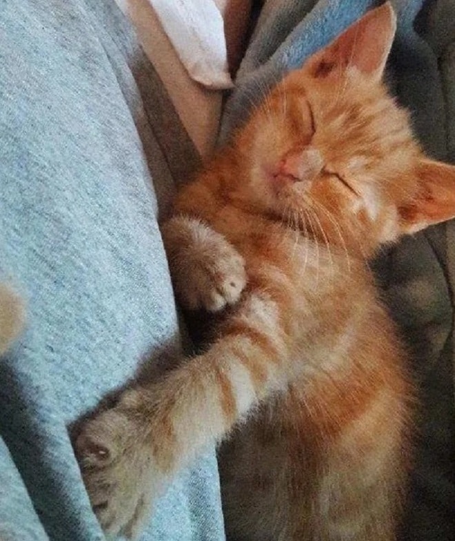 Котенок лежит 