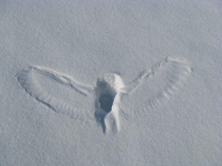 7. Совы - ангелы смерти: след на снегу от ныряющей в сугроб за своей добычей совы животные, жутко, интересное, насекомые, подборка, природа, ужас, фото