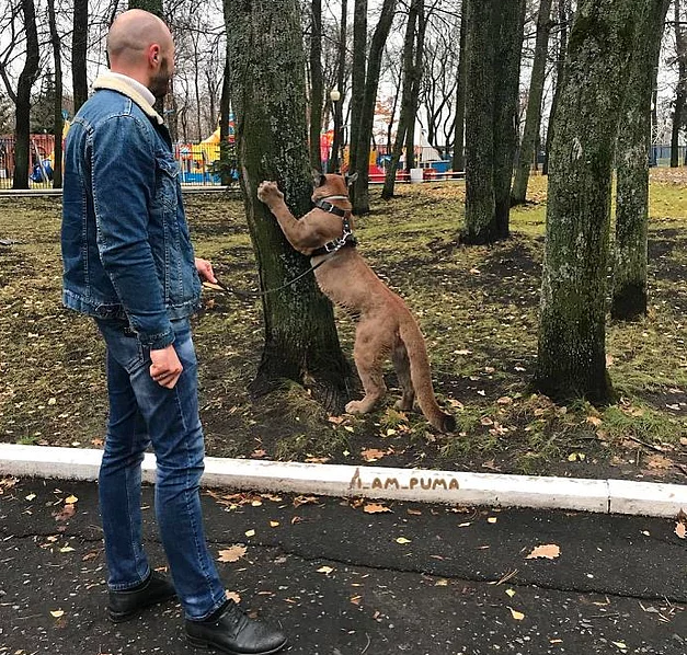 У супружеской пары из Пензы в квартире живет пума