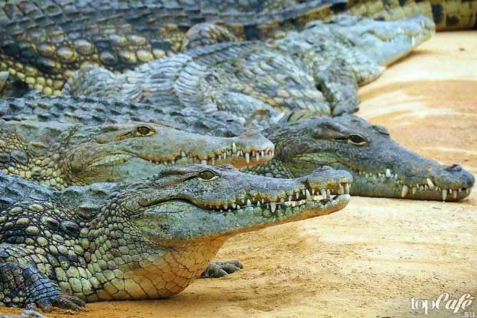 Классификация крокодилов. СС0