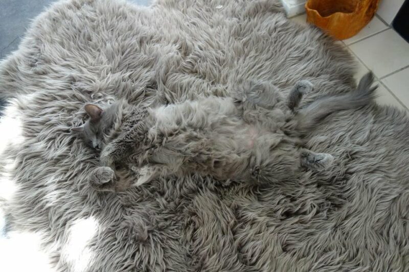 22 фото животных, которые в совершенстве освоили искусство маскировки