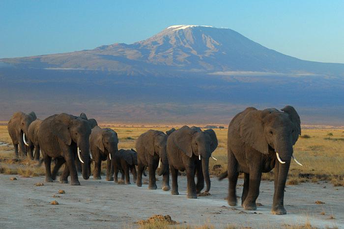 Умеют ли слоны плавать и другие подробности о слонах