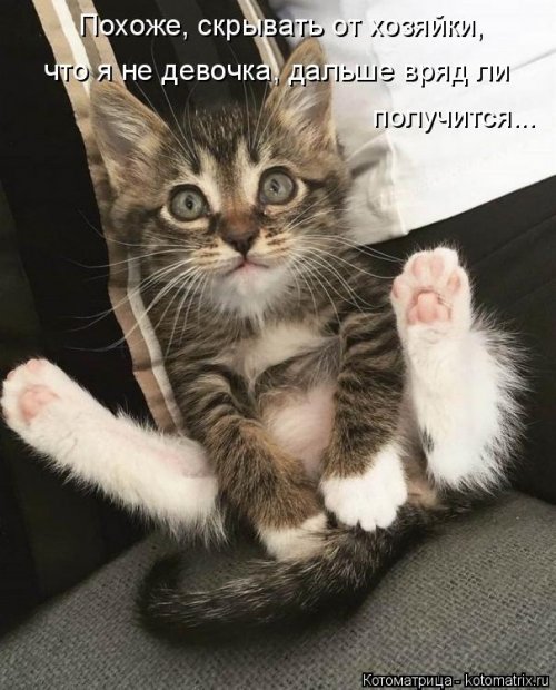 Лучшая котоматрица недели Лучшая котоматрица недели смешные картинки