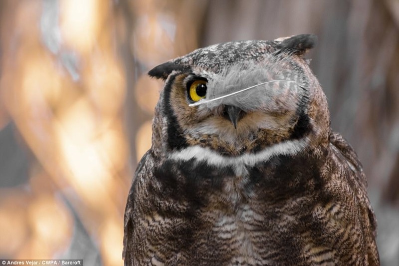 Одноглазый пират 2017, Comedy Wildlife Photography Awards, забавные животные, смешные животные, уморительные, фотографии животных, фотоконкурс, фотоконкурсы. природа