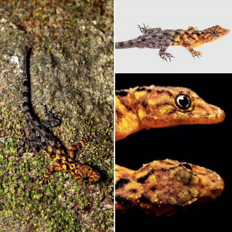 Ученые нашли новый вид необычайно яркого геккона