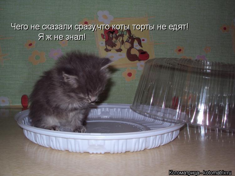 Котоматрица: Чего не сказали сразу,что коты торты не едят! Я ж не знал!