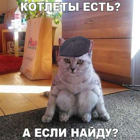 Забавный котопозитив