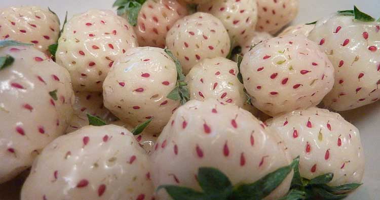 23 самых необычных фрукта и овоща, которые встречаются в природе 23 самых необычных фрукта и овоща, которые встречаются в природе