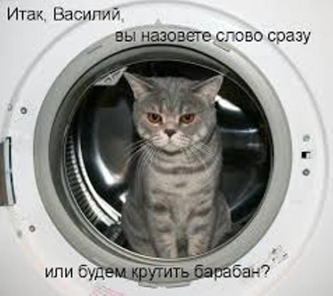 Стиральные машины созданы именно для котов анекдоты,демотиваторы,Смешные животные,юмор