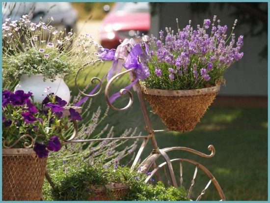 ЛАВАНДА В САДУ: ВЫРАЩИВАНИЕ И УХОД В ОТКРЫТОМ ГРУНТЕ инструмент,ландшафтный дизайн,огород,полезные советы,растения,сад