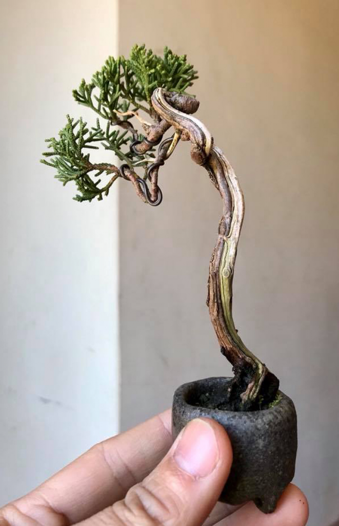 Карликовые деревья для дома: особенности ухода и фото уютных вариантов Карликовые деревья для дома: особенности ухода и фото уютных вариантов идеи для дома,комнатные растения