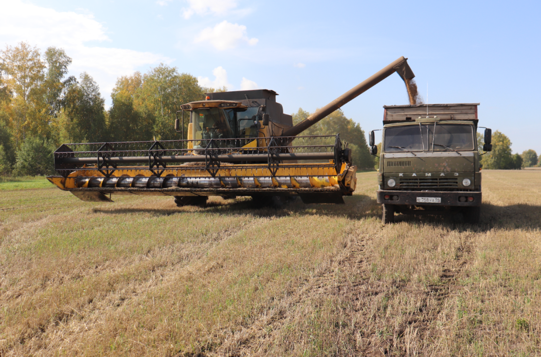 «Пока погода на нашей стороне»: новосибирские аграрии планируют собрать 2,8 миллиона тонн зерна
