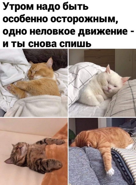 Зверский юмор, КОТОФейный 