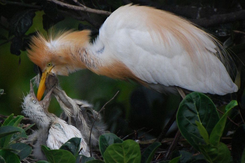 Детёныши и их мамы Детёныши и их мамы животные,интересное,позитив