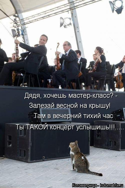 Новая котоматрица Новая котоматрица